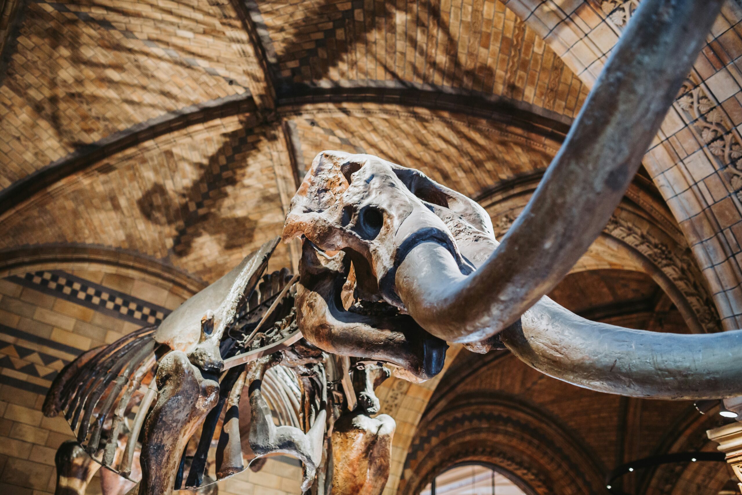 Natural History Museum in London